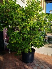 PIANTA DI LIMONE 4 STAGIONI, LIMONI DA TERRAZZO H.80/100 CM V.18