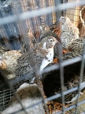  18 Uova Feconde/Fertili di