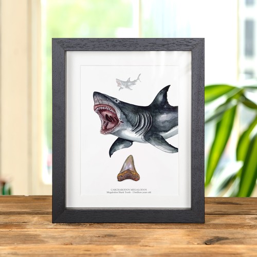 Inch megalodon shark - 3,