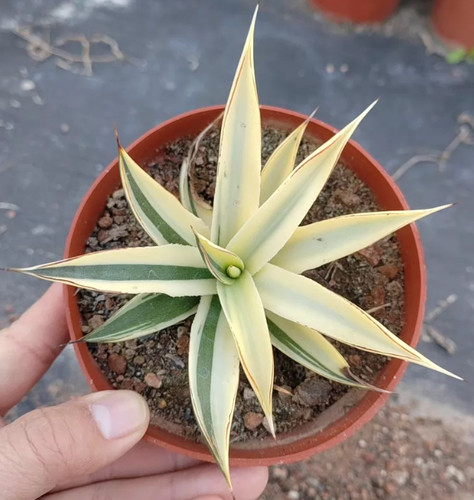 Rara pianta succulenta - , agave
