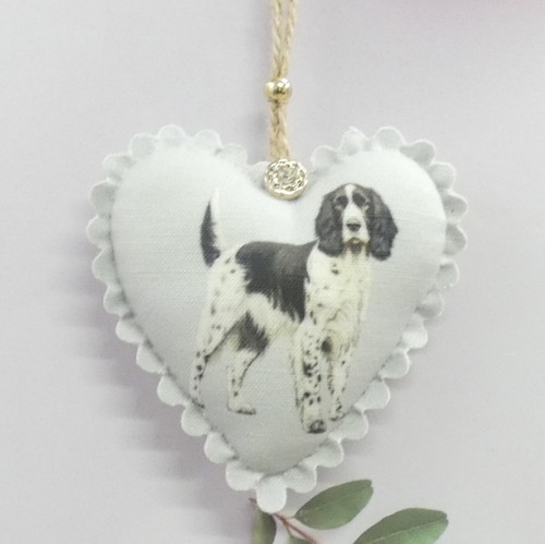 Springer spaniel inglese - spaniel,