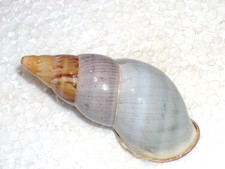 SULTANA YATESI VICARIA RARE
