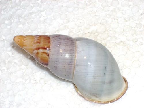 Sultana yatesi vicaria - vicaria, rare
