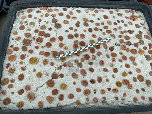 Wholesale pack 250 lithops - pack,