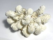 Ramo di Corallo bianco con Sfumature Rosse alla Base