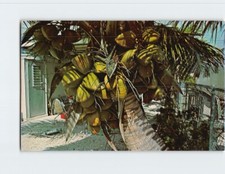 Cartolina Palma da cocco