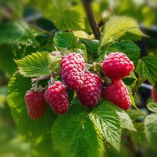 PIANTA DI LAMPONE ROSSO in