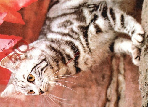 Picture postcard cat - picture, postcard>>cat