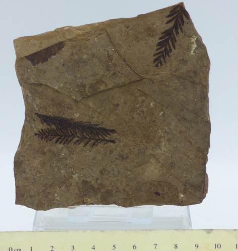 Eocene fossil plant frond - fossil,
