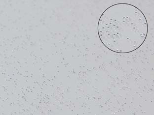 Tovagliato pvc glitterato - tovagliato,
