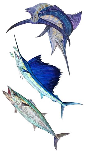 Marlin sail king fish pesca - king,