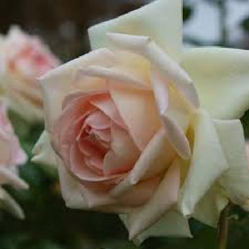 Meilland rosa prince - meilland, jardinier