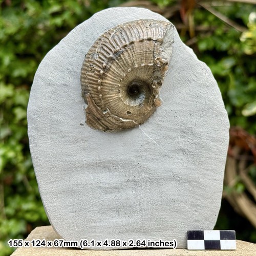 Becheiceras fossil ammonite - ammonite, |