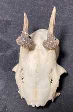 CURIOSITÀ - TESCHIO ANIMALE ORIGINALE CON CORNA ANTICO AMULETO - SIMBOLO DRAGO