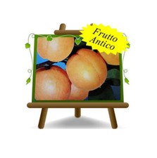 Albicocco Rubini Maria  Pianta