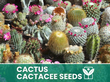 Mix di Semi di Cactacee – 1