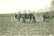 1938 IPPICA Cavalli della Scuderia della VILLA DEL SOLDO al pascolo *Fotografia