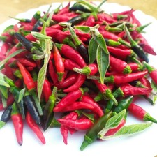 Peperoncini Calabresi Freschi