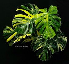 Monstera Planet Sun (Rare True