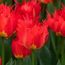 Tulipani bulbi di fiori cipolle bulbi di tulipani Tulipa Darwin Robbedoes 5 pz.