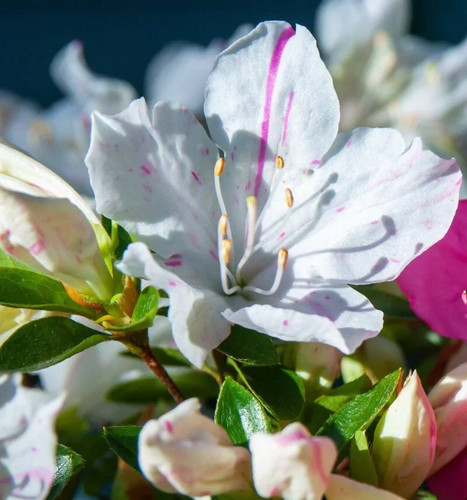 Azalea rifiorente encore - azalea,