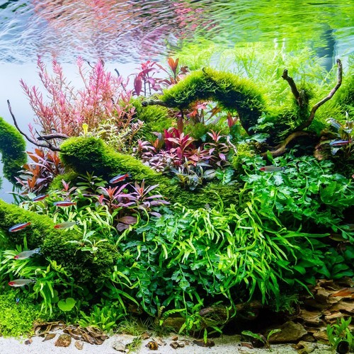 Acquario piante set - set, d'acqua
