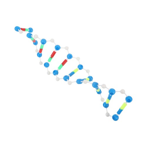 Modello doppia del dna - doppia,