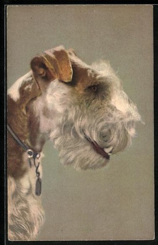 Fox terrier testa profilo - fox,