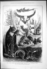 Vecchio trofeo di caccia