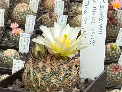 Pediocactus simponii 196 - sb,
