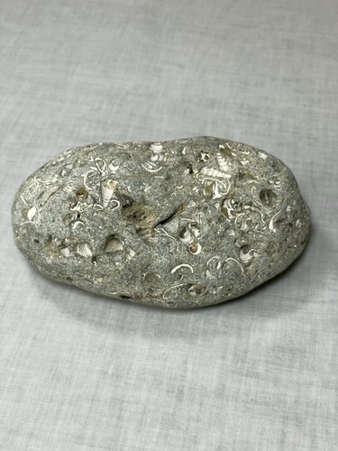 Esemplare roccia coquina - di,