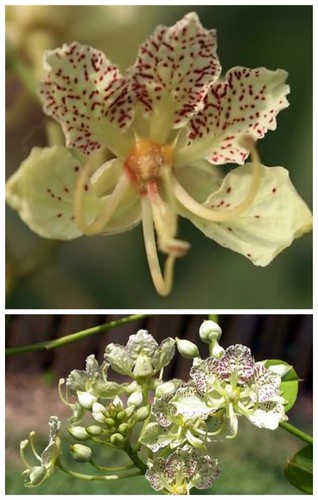 Semi bauhinia retusa - 10,