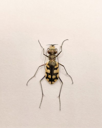 Entomology taxidermy - entomology,