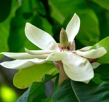 Magnolia officinalis | Houpu magnolia | Corteccia di magnolia - Houpu magnolia | Magnoli