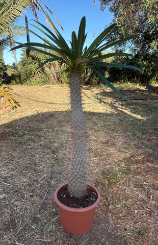 Pachypodium lamerei cactus - lamerei,