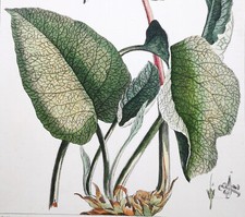 1755, P. MILLER ACQUERELLI ANTICHI ORIGINALI ENGR. GRANDE FOLIO SUPERBO UGP