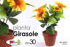 PIANTA GIRASOLE 30 cm CON VASO