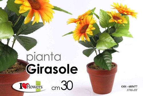 Pianta girasole con vaso - pianta,