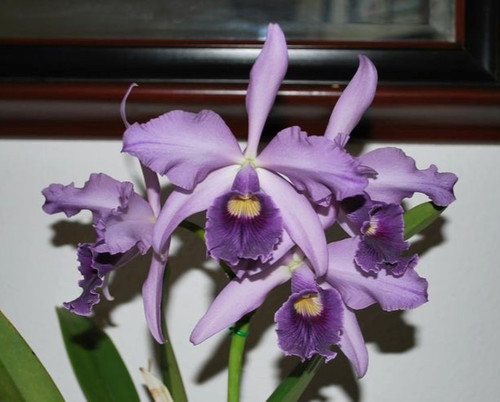 Canhamiana azure skies - lc., 'azure