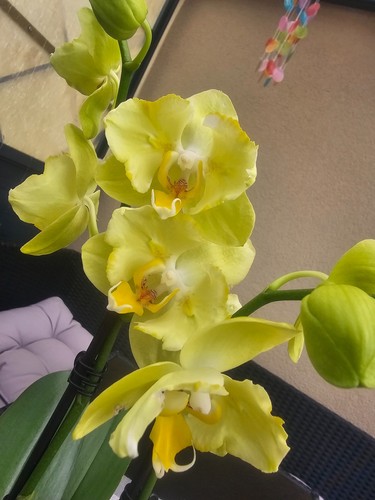 Phalaenopsis ferrara farfalla - ferrara,