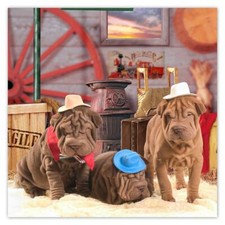 Adesivo regalo: Sharpei