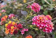 Lantana Camara rosa-giallo -
