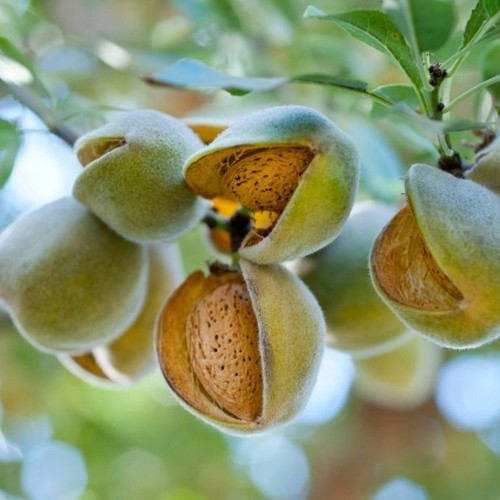 Pianta frutto mandorlo - frutto,