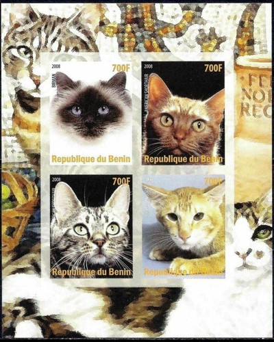 Gatti animali domestici - gatti,