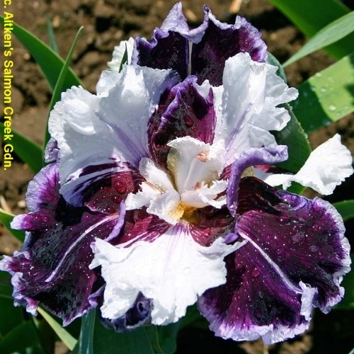 Iris clydesdale marky - iris, (marky