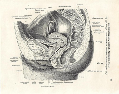 Stampa antica anatomia - antica,