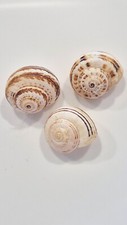 THEBA PISANA SET!  LANDSNAIL