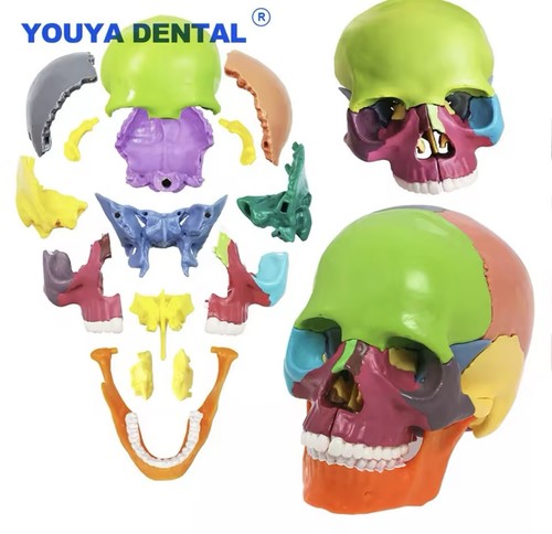 Youya dental modello anatomico - youya,