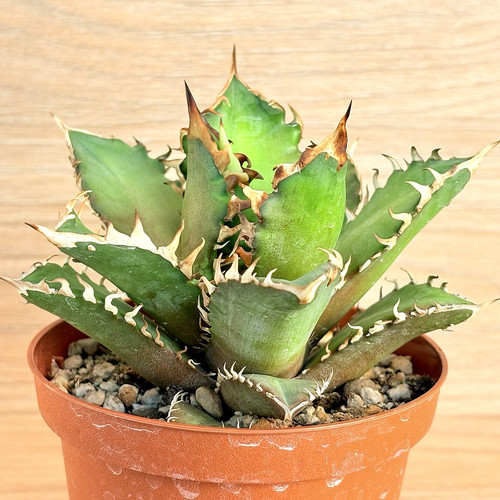 Agave titanota red - agave,