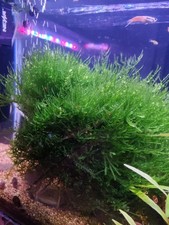 Piante Per Acquario TAXIPHYLLUM FLAME In Barattolo Da 300 ml